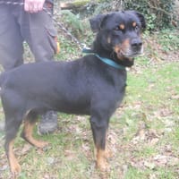 PUNKY FAMILLE D'ACCUEIL, chien à adopter