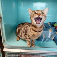 BANJO (PROMIS), chat à adopter