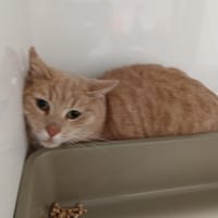 NOISETTE CT, chat à adopter