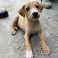 MAGNETON, chien à adopter