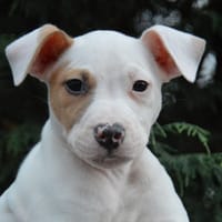 BILLY CHAO, chien à adopter