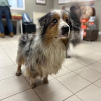 SAIKO, chien à adopter