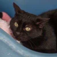 ROAHZON, chat à adopter