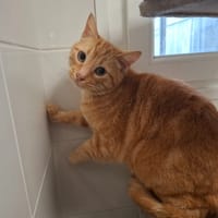 bastet, chatte à adopter