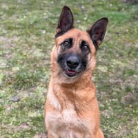 Abline CAA14655, chienne à adopter