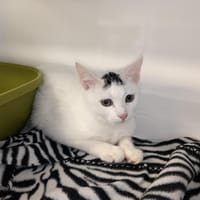 MACARON CT, chat à adopter