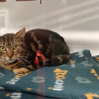 BILL CT, chat à adopter