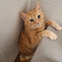 tigrou, chat à adopter