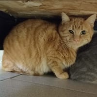 RABBI QCT, chat à adopter