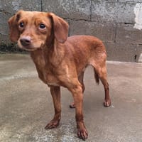 JUMPY, chien à adopter