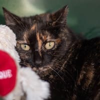 FRIGOUSSE, chatte à adopter