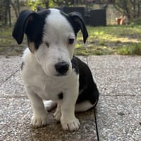 SKITLES, chien à adopter