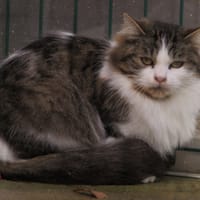 Valhalla, chatte à adopter