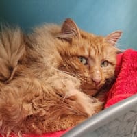 IBUSHI QCT, chat à adopter