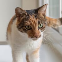 ROBIQUETTE, chatte à adopter