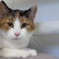 CHOUPI (réservée), chatte à adopter