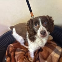 PASCAL PAA24076, chien à adopter