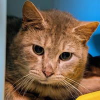 JINX att test calici, chat à adopter