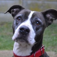 BALA CHAO, chienne à adopter