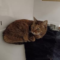 MAZA CTTE, chatte à adopter