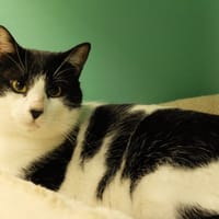 ALTO PAB28387, chat à adopter