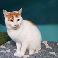 COCONUT CT, chat à adopter