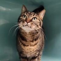 ORCHIDEE QCT (réservé), chatte à adopter