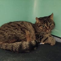 Vera PAB28480, chatte à adopter