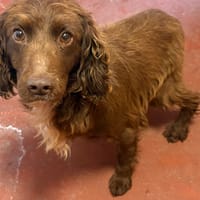 FROG PAA24077, chien à adopter