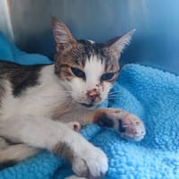 CALINOU, chat à adopter