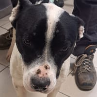 Niouk, chien à adopter