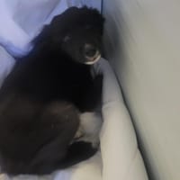 PAOLO (Réservé), chien à adopter