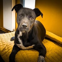 Motomoto, chien à adopter