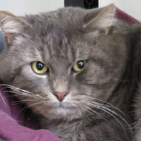 GLOBULE, chat à adopter