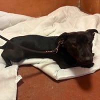 MARTIN PAA24073, chien à adopter