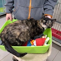 Lana (PROMISE), chatte à adopter