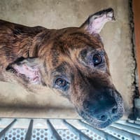 Hope( réservée), chienne à adopter