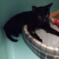 Noham PAB28482, chat à adopter