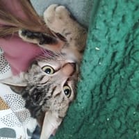 APOLLINE, chatte à adopter