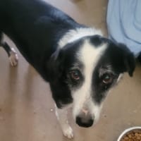 IDYLLE, chienne à adopter