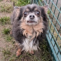 COOKY, chien à adopter