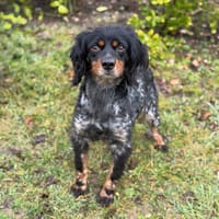 Cassis CAA14660, chienne à adopter