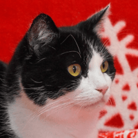 MOCKETTE, chatte à adopter