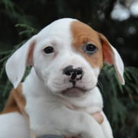 BOOBA CHAO, chien à adopter