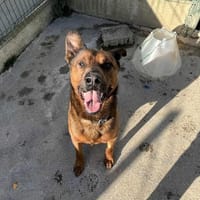 VOLDI, chien à adopter