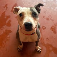 AMY PAA24078, chienne à adopter