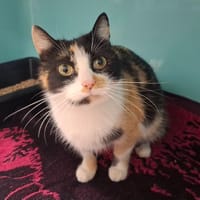 LILI, chatte à adopter