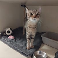 Dino pab28474, chat à adopter