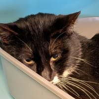 JAK, chat à adopter