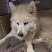 Ladoga, chienne à adopter